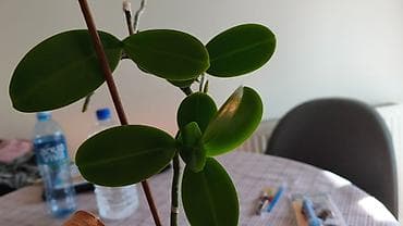 ogledala za predsoblja: Keiki pasta za razmnozavanje i produzetak cvetanja vaše — 10