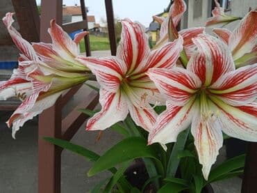 Sobne biljke: Amarilis lukovice — 3