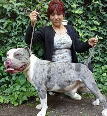 psi american bully: American bully AMERICKI BULLY, top stenad, strucno odnegovana — 5