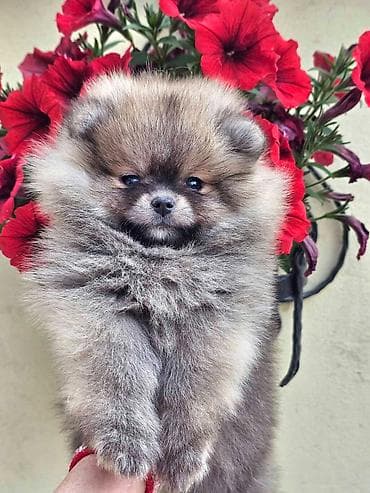 chow chow psi: Pomeranac Boo. Stenci pomeranca vrhunskog porekla, kratkih — 4