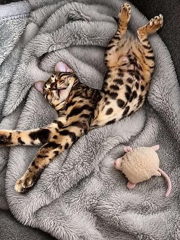 persijske macke na poklon: Registrovana odgajivacnica Melodybengal cat ima dostupne macice i — 3