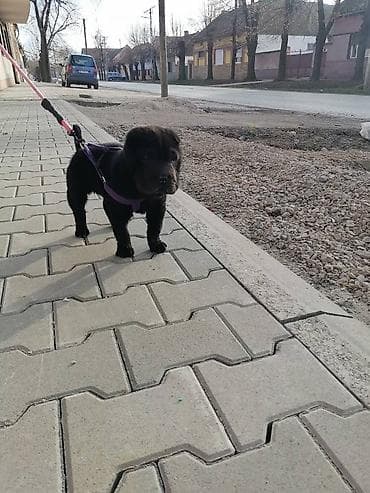 USREĆITE NEKOGA❤️ Prelepo crno kuče kineske rase Šarpei u ponudi na lalafo.rs USREĆITE NEKOGA❤️ Prelepo crno kuče kineske rase Šarpei u ponudi