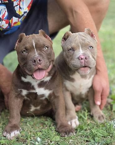 mesanac labradora i retrivera: Dostupna dva muska i dva zenska steneta mikro exotic bulija, posetite — 5
