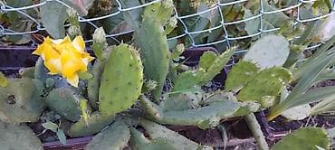 pepco sator za decu: Opuncija (Opuntia) – žuti cvet - Ukrasni kaktus niskog rasta sa — 1