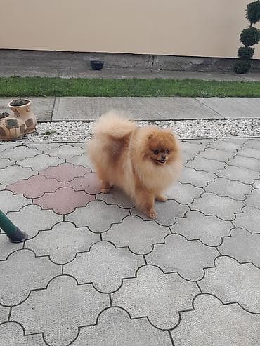 Oprema za kućne ljubimce: Pomeranac cistokrvni muski star 13 meseci — 2