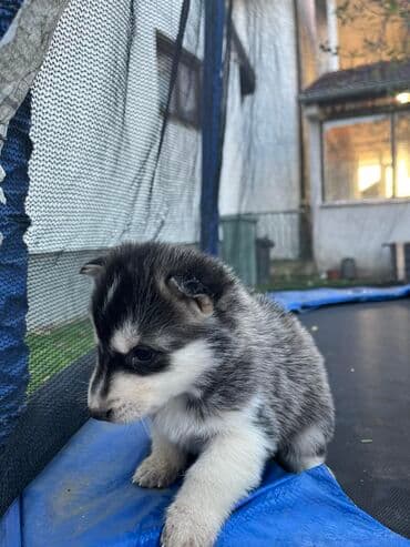 Ostale životinje: Sibirsky haski štenci - Leglo prelepih štenaca sibirskog haskija — 9