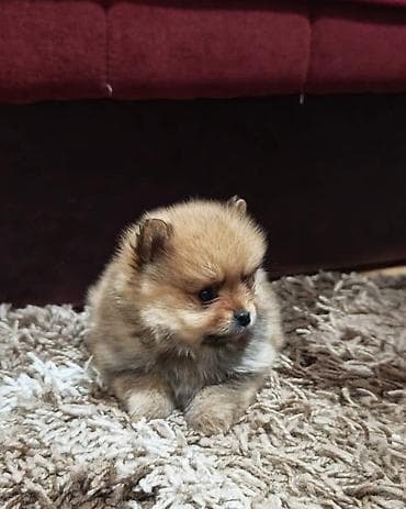 mesanac labradora i zlatnog retrivera: Štenci pomeranskog špica prelepog krzna i izuzetno sitne građe, muškog — 3