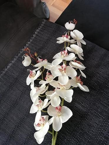 decor din: Dve grane vestacke orhideje — 3