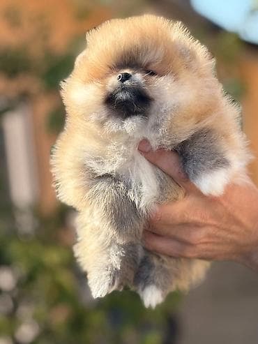 transporter za pse na kuku: Pomeranac stenci Pomeranci na prodaju sa kompletnom putnom i — 5