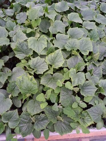 za dvoriste: Krastavac,centauro,Darina, dugi zeleni.170 din po komadu — 1