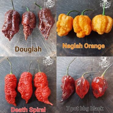 za dvoriste: 🌶Seme najljućih i egzotičnih čili papričica🌶 Za kupljenih pet — 2