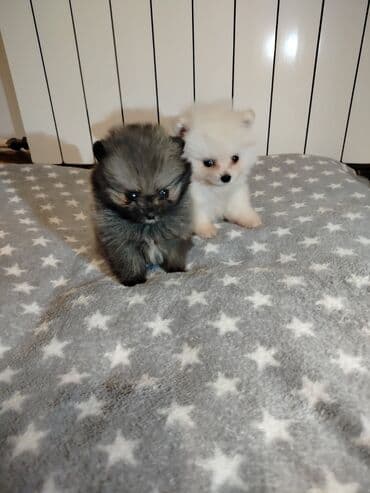 srednja pudla tezina: Pomeranski špic – štenci mini tipa (patuljasti spic). - Više — 7