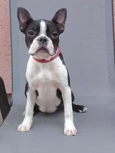 francoski buldog cena: Štene boston terijera, u ponudi ženka starosti 6 meseci. Idealna za — 4