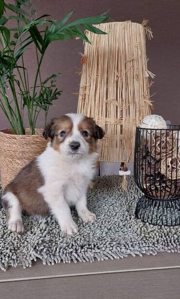 beli doberman cena: Border koli/collie štenci. Vakcinisani i očišćeni od parazita, 2 — 7