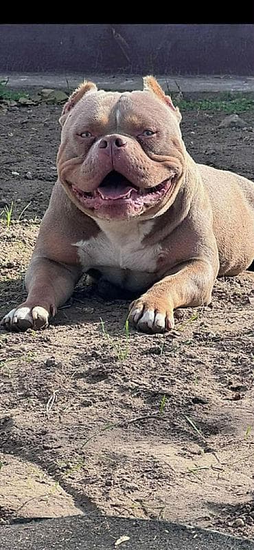 Psi: American bully pocket lilac štenci. 4 lilac zenki, 2 zute zenke — 4