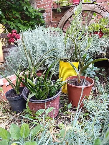 Aloe arborescens – LEKOVITA ALOJA Jedna od najlekovitijih vrsta