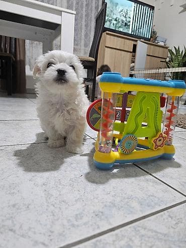 Psi: Na prodaju preslatki mini maltezeri.4 muzjaka i dve zenkice. Rodjeni — 6