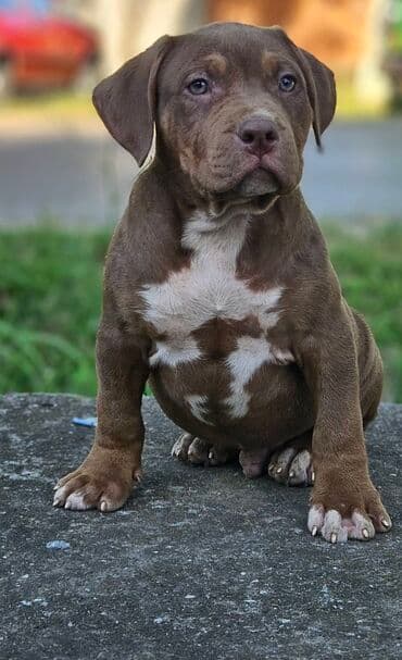 Životinje: Vrhunski štenci American Bully XL dostupni za prodaju. Krvna linija — 9