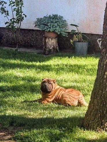mali psi za stan: Šar Pej štenci Čistokrvni Šar Pej (Shar Pei) štenci, crvena (mahagoni) — 5