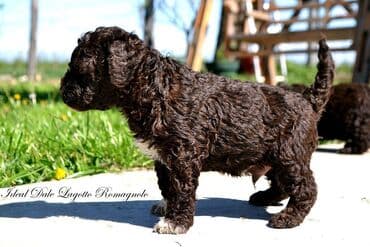 Sweatpants: Lagotto Romagnolo štenci dostupni u odgajivačnici Ideal Dale Otkrijte — 3