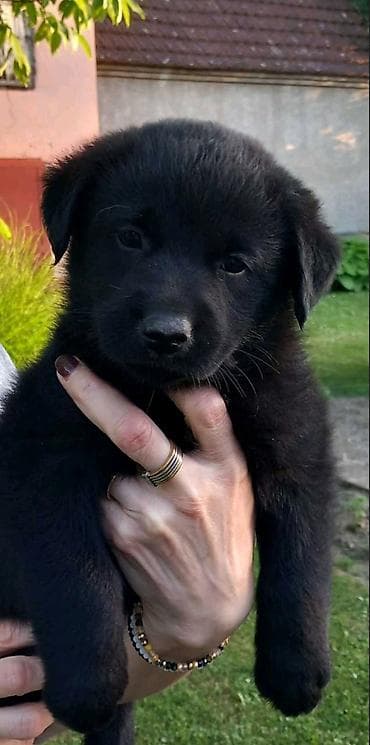 pomeranci psi: Imamo tri muska steneta Labradora, crne boje. Vakcinisani i ocisceni — 5