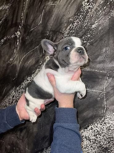 pomeranac mali psi za stan na poklon: Francuski buldog štenci – merle i bele šare, plave oči - Rasa — 9