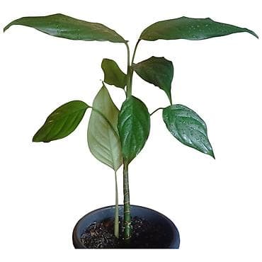 hidrofor za vodu: Sobna biljka – Aglaonema (Chinese Evergreen) u saksiji fi17cm - — 4