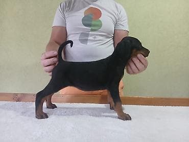 kovrdzavi psi: Vrhunski Doberman štenci 6 nedelja stari, vakcinisani i redovno — 2