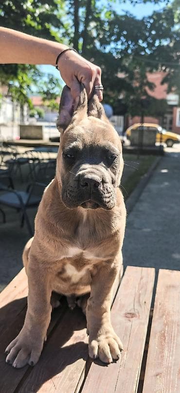 Odgajivačnica Cane Corso Magnum Imperium nudi na prodaju prelepe