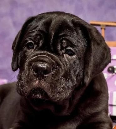 labrador retriver crni: Ako tražite vernog člana porodice, obratite se nama i postanite — 7
