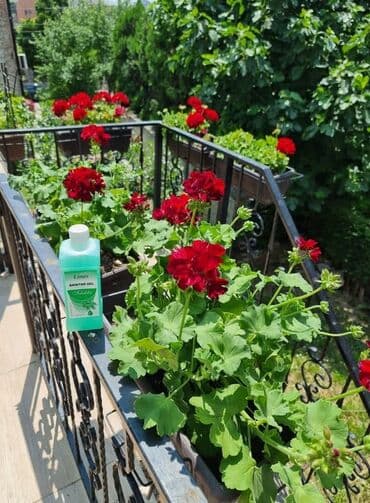 cajnik sa difuzerom: Sanitar gel ⚘️⚘️⚘️⚘️⚘️⚘️⚘️⚘️⚘️⚘️🌹🌹🌹🌹🌹🌹🌹🌹🌹🌹 Moje cvece uziva i prija — 3
