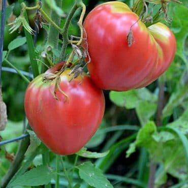 dimenzije kade: Volovsko Srce PINK -Tezine od 400-700gr,pa i do 1 kg Cena:400din/10 — 2