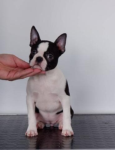 Boston Terrier Srcky's kennel oglasava visokokvalitetno zensko stene na lalafo.rs Boston Terrier Srcky's kennel oglasava visokokvalitetno zensko stene