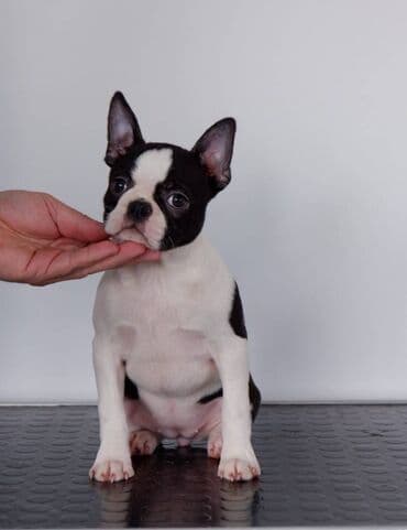 dzek rasel stene: Boston Terrier Srcky's kennel oglasava visokokvalitetno zensko stene — 1