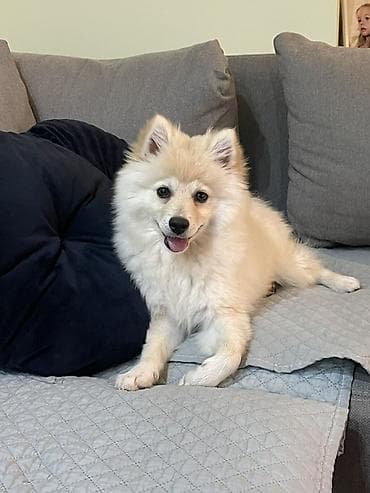 kraljevska doga cena: Zenska nemackog spica srednjeg rasta za udomljavanje. Stara 4 meseca — 2