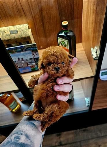 macke na poklon: Najmanje pudle, od najlepsih roditelja u Evropi samo u — 3