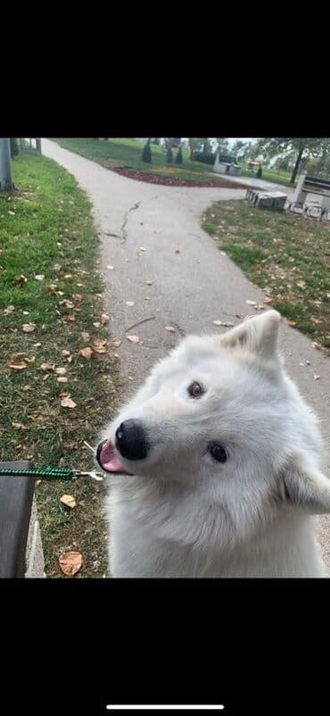 Psi: Samojed star 4 godine spreman za parenje Veseo, druželjubiv — 4