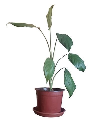prodajem drvo limun: Sobna biljka Aglaonema Modestum) u saksiji fi 17cm, visina 70cm - — 1