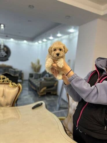 na prodaju mastiff: Maltipoo vrhunske genetike u registrovanoj odgaivacnici Bahu Djokovic — 6