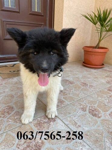 american bully psi: Američka Akita Na prodaju štenci Američke Akite 5 ženki i 3 — 1