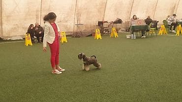 stene kane korso: Patuljasti Snaucer Biber so boja 5 zenki 1 muzjak Stenad su iz — 10