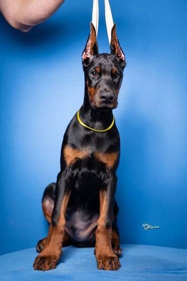 štenci nemačkog ovčara: GROM Doberman Kennel predstavlja stenad iz linijskog parenja Pride of — 8