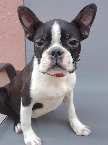 francoski buldog cena: Štene boston terijera, u ponudi ženka starosti 6 meseci. Idealna za — 2