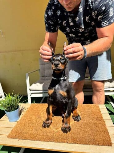 zlatni retriver odgajivacnica srbija: Doberman stenad. Ostenjeni su 28.06.2025. Spremni su za preuzimanje — 5