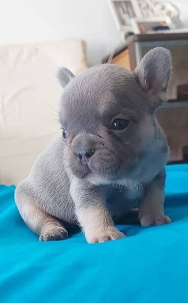 štenci šarplaninca: Francuski buldog štenci exotic, plavi, klasik i fluffy veseli — 2