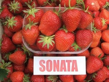 cetka za pranje tepiha za trimer: Seme razno
Pitati za cene — 10