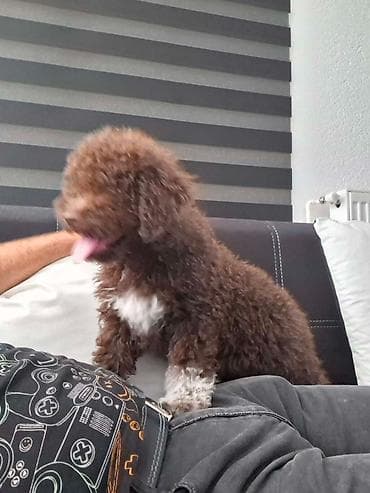 pudle toy cena: Lagotto Romagnolo – rezervacija stenaca Dostupno novo leglo pasa rase — 6