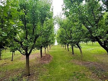 hitna prodaja kuca kraljevo: Prodajem salaš sa velikim voćnjakom u Novom Kneževcu, blizu Mađarske — 9