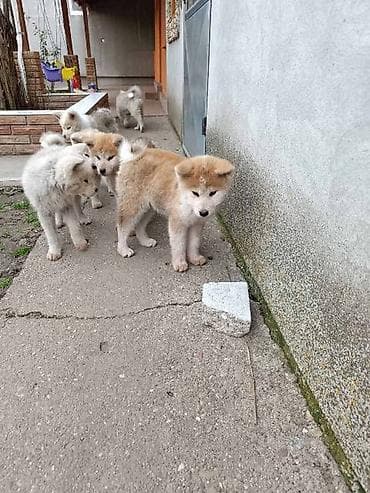 haski štenci: Japanska Akita štenci U ponudi štenci Japanske Akite stari tri i po — 2