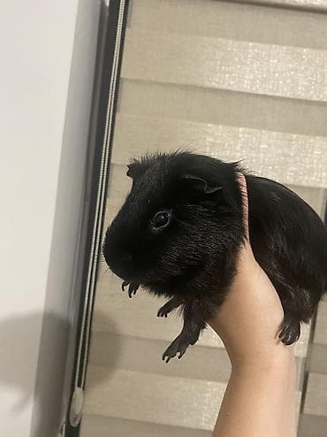 mini maltezer mali psi za stan na poklon: BESPLATNO Pozeljno je uzimati ih sve zajedno zato sto su bondovani,3 — 5
